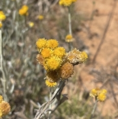 Chrysocephalum apiculatum at Jerrabomberra, NSW - 29 Dec 2022