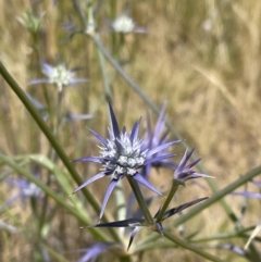 Eryngium ovinum (Blue Devil) at Jerrabomberra, NSW - 29 Dec 2022 by Mavis