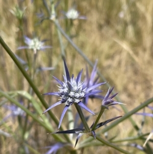 Eryngium ovinum at Jerrabomberra, NSW - 29 Dec 2022 12:07 PM