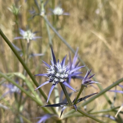 Eryngium ovinum (Blue Devil) at Jerrabomberra, NSW - 29 Dec 2022 by Mavis