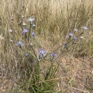 Eryngium ovinum at Jerrabomberra, NSW - 29 Dec 2022 12:07 PM