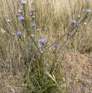 Eryngium ovinum at Jerrabomberra, NSW - 29 Dec 2022 12:07 PM