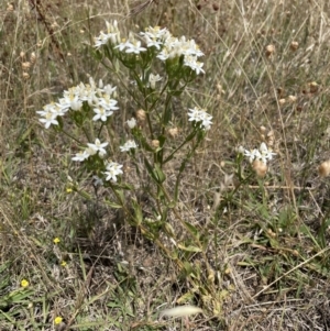 Centaurium tenuiflorum at Jerrabomberra, NSW - 29 Dec 2022 12:01 PM