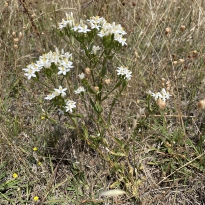 Centaurium tenuiflorum (Branched Centaury) at Queanbeyan Nature Reserve - 29 Dec 2022 by Mavis