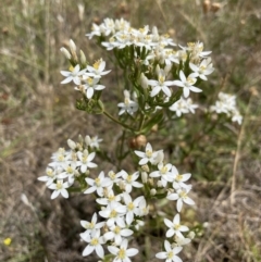 Centaurium tenuiflorum at Jerrabomberra, NSW - 29 Dec 2022 12:01 PM