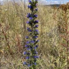 Echium vulgare (Vipers Bugloss) at Queanbeyan Nature Reserve - 29 Dec 2022 by Mavis