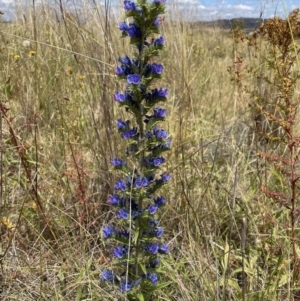 Echium vulgare at Jerrabomberra, NSW - 29 Dec 2022