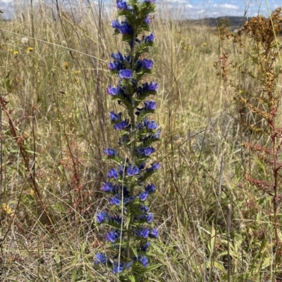 Echium vulgare (Vipers Bugloss) at Queanbeyan Nature Reserve - 29 Dec 2022 by Mavis