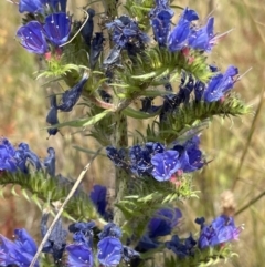 Echium vulgare at Jerrabomberra, NSW - 29 Dec 2022