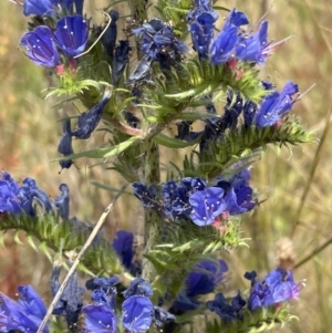 Echium vulgare at Jerrabomberra, NSW - 29 Dec 2022