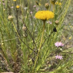 Rutidosis leptorhynchoides (Button Wrinklewort) at Queanbeyan Nature Reserve - 29 Dec 2022 by Mavis