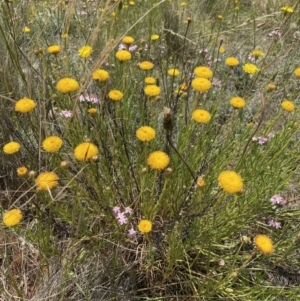 Rutidosis leptorhynchoides at Jerrabomberra, NSW - 29 Dec 2022