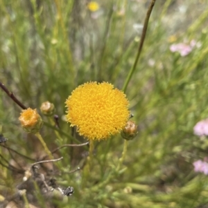 Rutidosis leptorhynchoides at Jerrabomberra, NSW - 29 Dec 2022