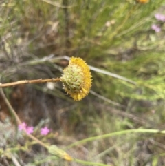 Rutidosis leptorhynchoides at Jerrabomberra, NSW - 29 Dec 2022