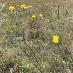 Crepis capillaris at Jerrabomberra, NSW - 29 Dec 2022 11:50 AM