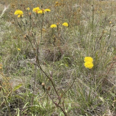 Crepis capillaris (Smooth Hawksbeard) at Jerrabomberra, NSW - 29 Dec 2022 by Mavis