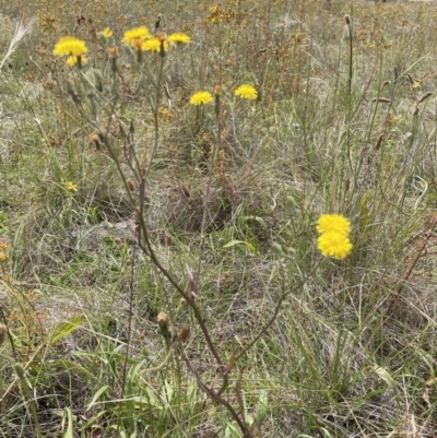 Crepis capillaris (Smooth Hawksbeard) at Jerrabomberra, NSW - 29 Dec 2022 by Mavis