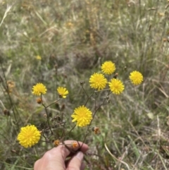 Crepis capillaris at Jerrabomberra, NSW - 29 Dec 2022 11:50 AM