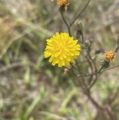 Crepis capillaris at Jerrabomberra, NSW - 29 Dec 2022 11:50 AM