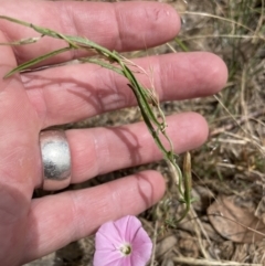 Convolvulus angustissimus (Pink Bindweed) at Queanbeyan Nature Reserve - 29 Dec 2022 by Mavis