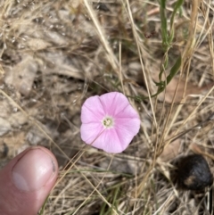 Convolvulus angustissimus at Jerrabomberra, NSW - 29 Dec 2022