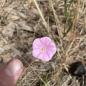 Convolvulus angustissimus at Jerrabomberra, NSW - 29 Dec 2022