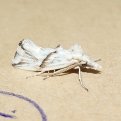 Heliocosma argyroleuca (A tortrix or leafroller moth) at Duffy, ACT - 29 Dec 2022 by RobG1