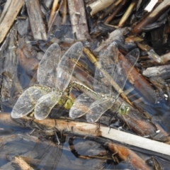 Anax papuensis (Australian Emperor) at Kambah, ACT - 28 Dec 2022 by HelenCross