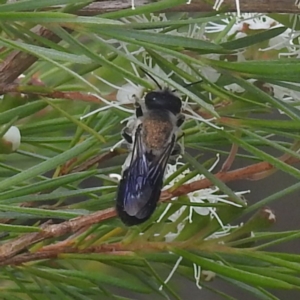 Megachile lucidiventris at Paddys River, ACT - 29 Dec 2022 09:36 AM