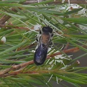 Megachile lucidiventris at Paddys River, ACT - 29 Dec 2022