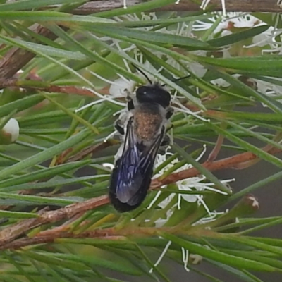 Megachile lucidiventris (Resin bee, Megachilid bee) at Kambah Pool - 28 Dec 2022 by HelenCross