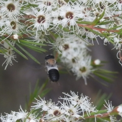 Megachile lucidiventris at Paddys River, ACT - 29 Dec 2022