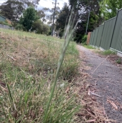 Nassella neesiana (Chilean Needlegrass) at Rivett, ACT - 29 Dec 2022 by FionaRiley22