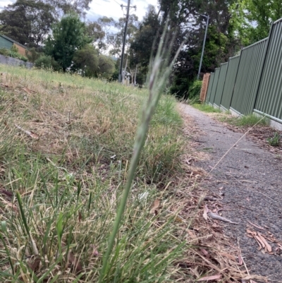 Nassella neesiana (Chilean Needlegrass) at Rivett, ACT - 29 Dec 2022 by FionaRiley22