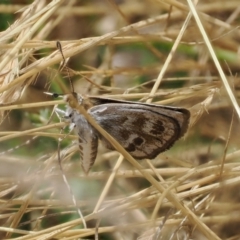 Synemon plana at Curtin, ACT - 29 Dec 2022