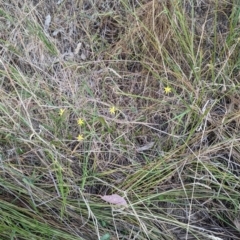 Tricoryne elatior (Yellow Rush Lily) at Denman Prospect, ACT - 29 Dec 2022 by stofbrew