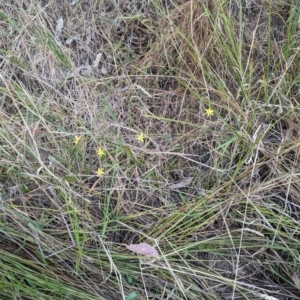 Tricoryne elatior at Denman Prospect, ACT - 29 Dec 2022