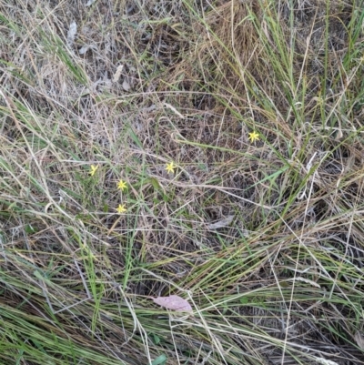 Tricoryne elatior (Yellow Rush Lily) at Denman Prospect, ACT - 29 Dec 2022 by stofbrew