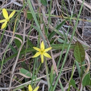 Tricoryne elatior at Denman Prospect, ACT - 29 Dec 2022