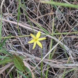 Tricoryne elatior at Denman Prospect, ACT - 29 Dec 2022