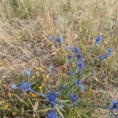 Eryngium ovinum (Blue Devil) at Molonglo Valley, ACT - 29 Dec 2022 by stofbrew