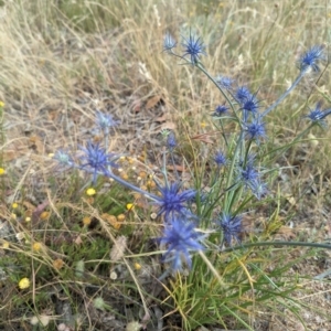 Eryngium ovinum at Molonglo Valley, ACT - 29 Dec 2022