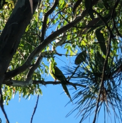 Polytelis swainsonii (Superb Parrot) at Phillip, ACT - 27 Dec 2022 by stofbrew