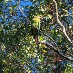 Polytelis swainsonii at Phillip, ACT - suppressed