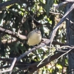 Smicrornis brevirostris (Weebill) at Phillip, ACT - 27 Dec 2022 by stofbrew