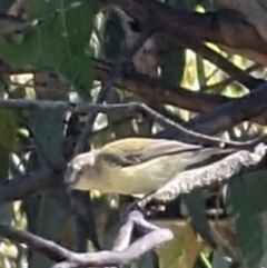 Smicrornis brevirostris at Phillip, ACT - 28 Dec 2022 09:18 AM