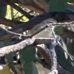 Smicrornis brevirostris at Phillip, ACT - 28 Dec 2022 09:18 AM
