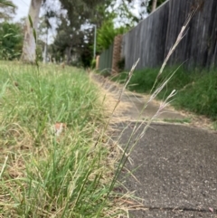 Nassella neesiana (Chilean Needlegrass) at Rivett, ACT - 29 Dec 2022 by FionaRiley22