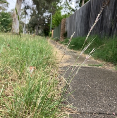 Nassella neesiana (Chilean Needlegrass) at Rivett, ACT - 29 Dec 2022 by FionaRiley22