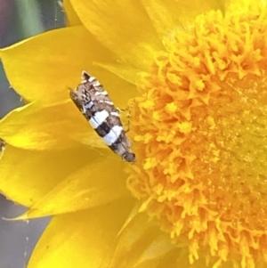 Glyphipterix meteora at Googong, NSW - suppressed